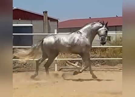 PRE, Hengst, 3 Jahre, 175 cm, Schimmel