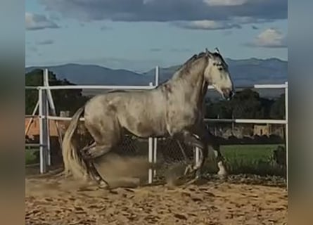 PRE, Hengst, 3 Jahre, 175 cm, Schimmel