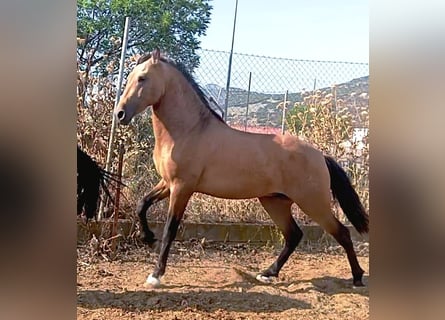 PRE, Hengst, 3 Jahre, Falbe