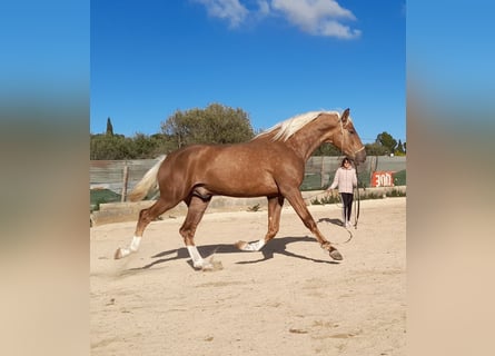 PRE Mix, Hengst, 3 Jahre, Palomino