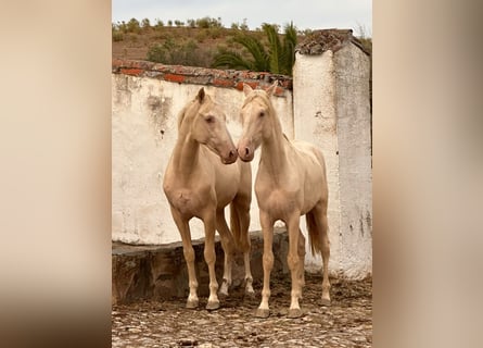 PRE, Hengst, 3 Jahre, Perlino