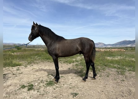 PRE, Hengst, 4 Jaar, 153 cm, Schimmel