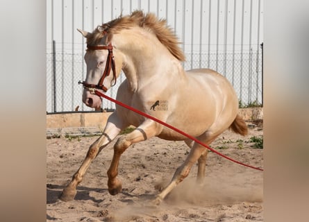 PRE, Hengst, 4 Jaar, 157 cm, Perlino