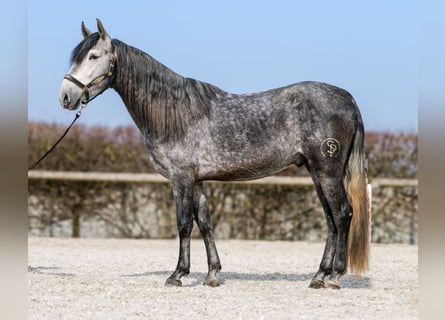 PRE, Hengst, 4 Jaar, 158 cm, Blauwschimmel