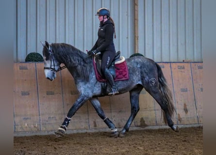 PRE, Hengst, 4 Jaar, 158 cm, Blauwschimmel