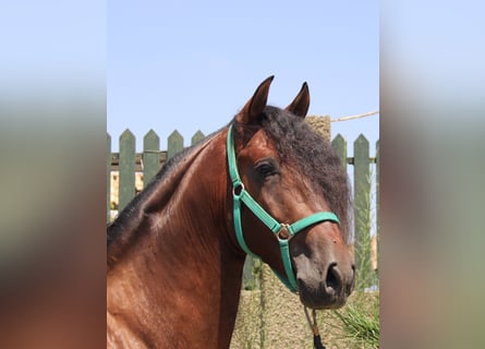 PRE, Hengst, 4 Jaar, 158 cm, Bruin