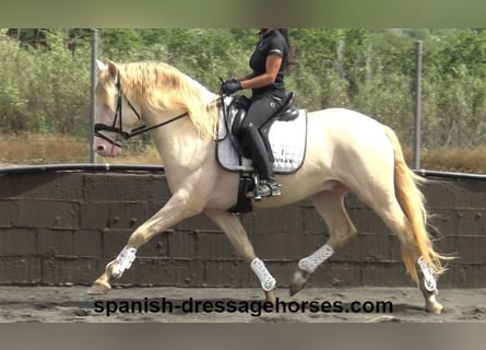 PRE Mix, Hengst, 4 Jaar, 158 cm, Perlino