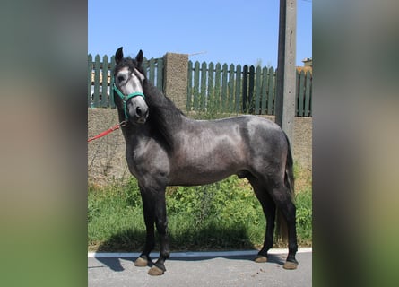 PRE, Hengst, 4 Jaar, 158 cm, Schimmel