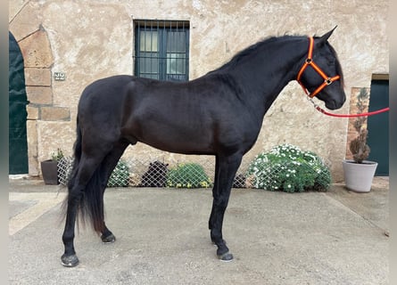 PRE Mix, Hengst, 4 Jaar, 158 cm, Zwart