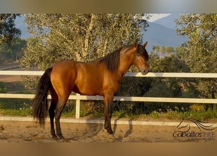PRE Mix, Hengst, 4 Jaar, 159 cm, Bruin
