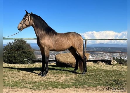 PRE, Hengst, 4 Jaar, 159 cm, Buckskin