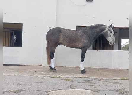 PRE Mix, Hengst, 4 Jaar, 159 cm