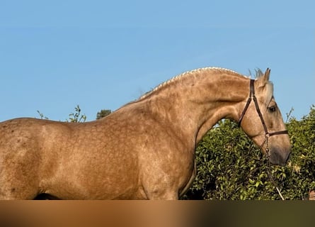 PRE Mix, Hengst, 4 Jaar, 159 cm, Palomino