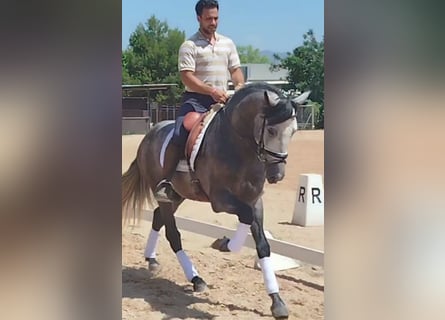 PRE Mix, Hengst, 4 Jaar, 160 cm, Appelschimmel