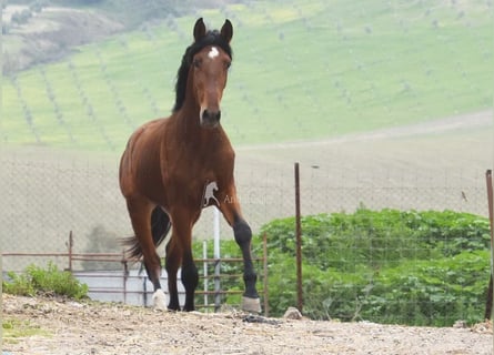 PRE, Hengst, 4 Jaar, 160 cm, Bruin