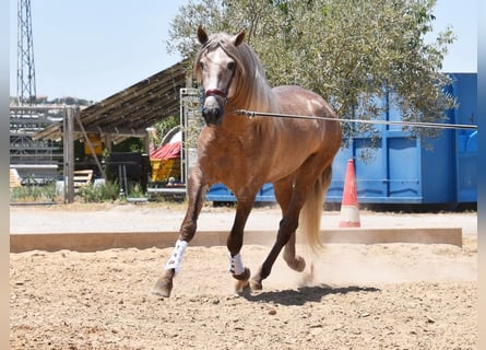 PRE, Hengst, 4 Jaar, 160 cm