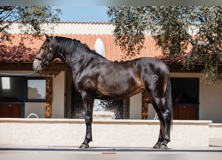 PRE, Hengst, 4 Jaar, 160 cm, Falbe