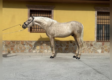 PRE, Hengst, 4 Jaar, 160 cm, Palomino