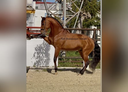PRE Mix, Hengst, 4 Jaar, 160 cm, Roodbruin