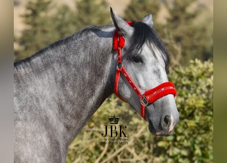 PRE, Hengst, 4 Jaar, 160 cm, Schimmel
