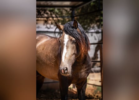 PRE, Hengst, 4 Jaar, 161 cm, Buckskin