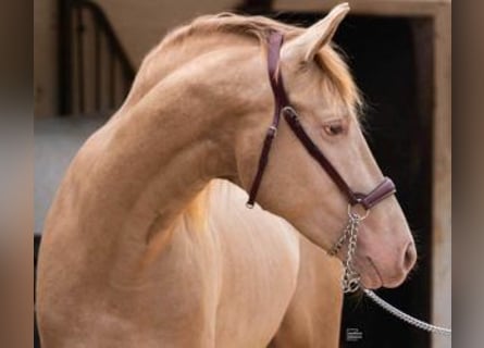 PRE Mix, Hengst, 4 Jaar, 161 cm, Overo-alle-kleuren