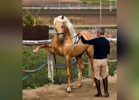 PRE Mix, Hengst, 4 Jaar, 161 cm, Palomino
