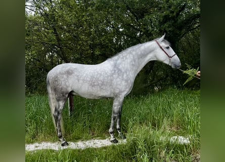 PRE, Hengst, 4 Jaar, 161 cm, Schimmel