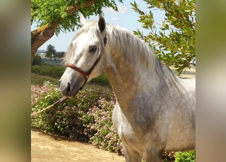 PRE Mix, Hengst, 4 Jaar, 161 cm, Schimmel