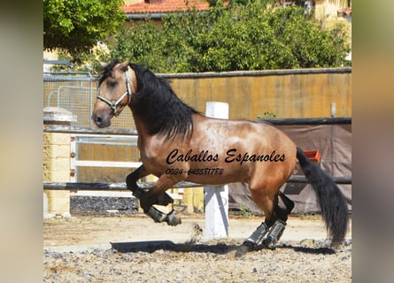 PRE, Hengst, 4 Jahre, 162 cm, Buckskin