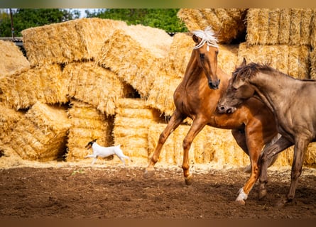 PRE Mix, Hengst, 4 Jaar, 162 cm, Champagne