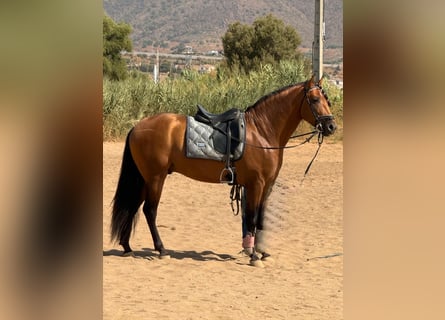 PRE, Hengst, 4 Jaar, 162 cm, Falbe