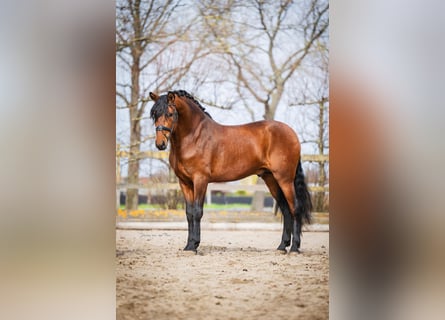 PRE, Hengst, 4 Jaar, 163 cm, Bruin
