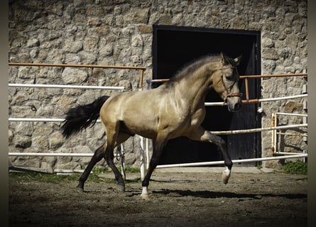 PRE, Hengst, 4 Jaar, 163 cm, Buckskin