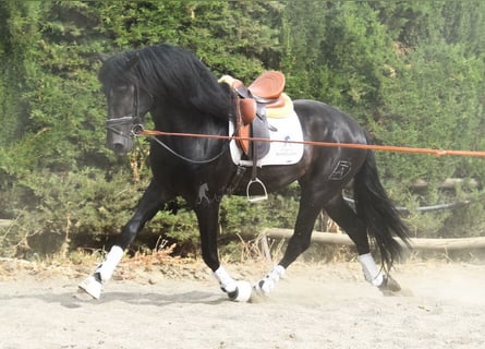 PRE Mix, Hengst, 4 Jaar, 163 cm, Donkerbruin