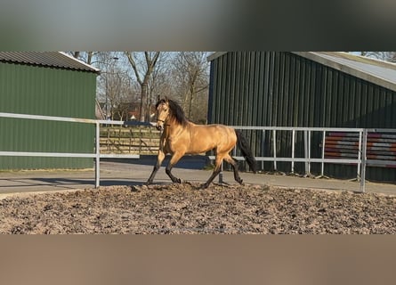 PRE Mix, Hengst, 4 Jaar, 163 cm, Falbe