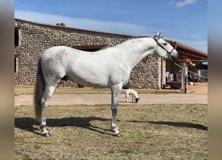 PRE Mix, Hengst, 4 Jaar, 163 cm, Schimmel