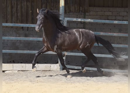 PRE, Hengst, 4 Jaar, 163 cm, Zwart