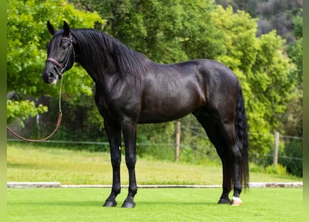 PRE, Hengst, 4 Jaar, 163 cm, Zwart