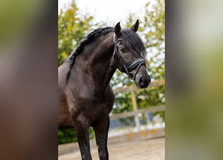 PRE, Hengst, 4 Jaar, 163 cm, Zwart