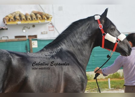 PRE, Hengst, 4 Jaar, 163 cm, Zwartschimmel