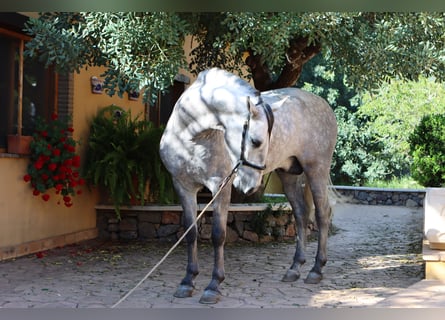 PRE, Hengst, 4 Jaar, 164 cm, Appelschimmel