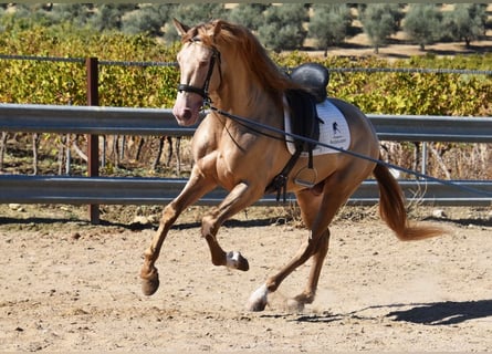 PRE Mix, Hengst, 4 Jaar, 164 cm, Pearl