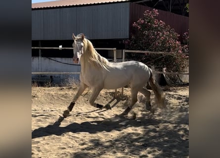 PRE, Hengst, 4 Jaar, 164 cm, Perlino