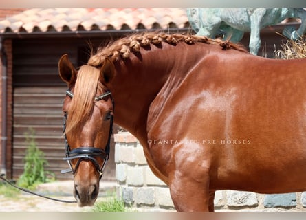 PRE Mix, Hengst, 4 Jaar, 164 cm, Vos