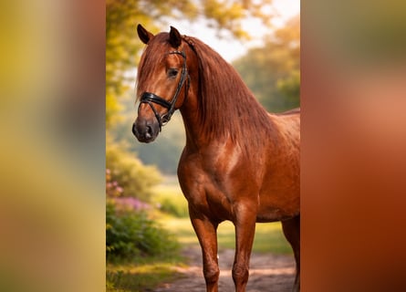 PRE, Hengst, 4 Jaar, 164 cm, Vos