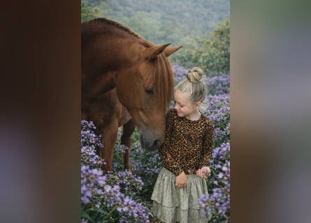 PRE, Hengst, 4 Jaar, 164 cm, Vos