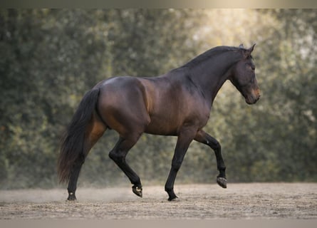 PRE Mix, Hengst, 4 Jaar, 165 cm, Bruin