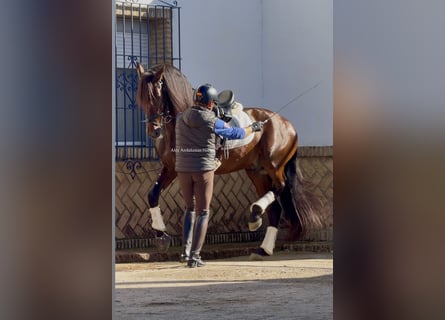 PRE Mix, Hengst, 4 Jaar, 165 cm, Bruin