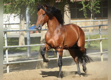 PRE, Hengst, 4 Jaar, 165 cm, Bruin